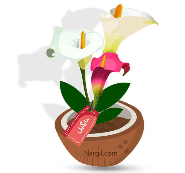  Nargil - Calla aethiopica